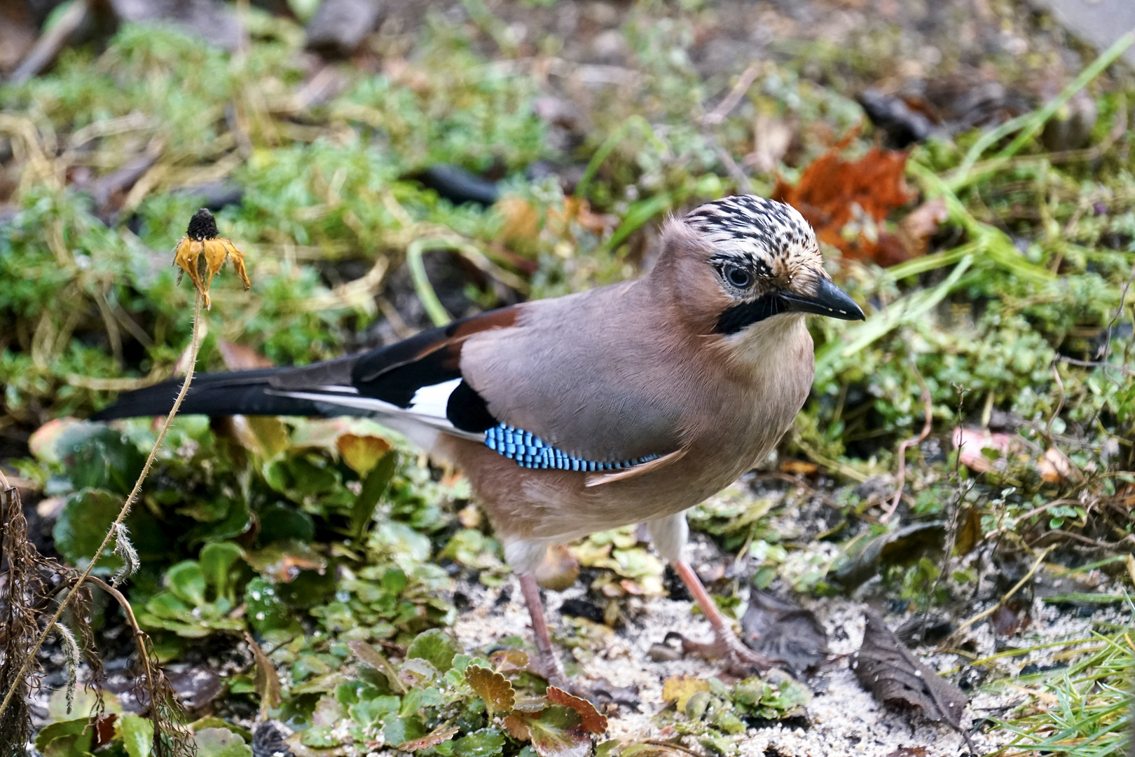 Eichelhäher (Garrulus glandarius)