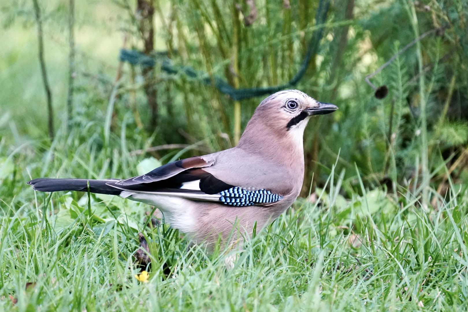 Eichelhäher (Garrulus glandarius)