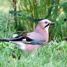 Eichelhäher (Garrulus glandarius)