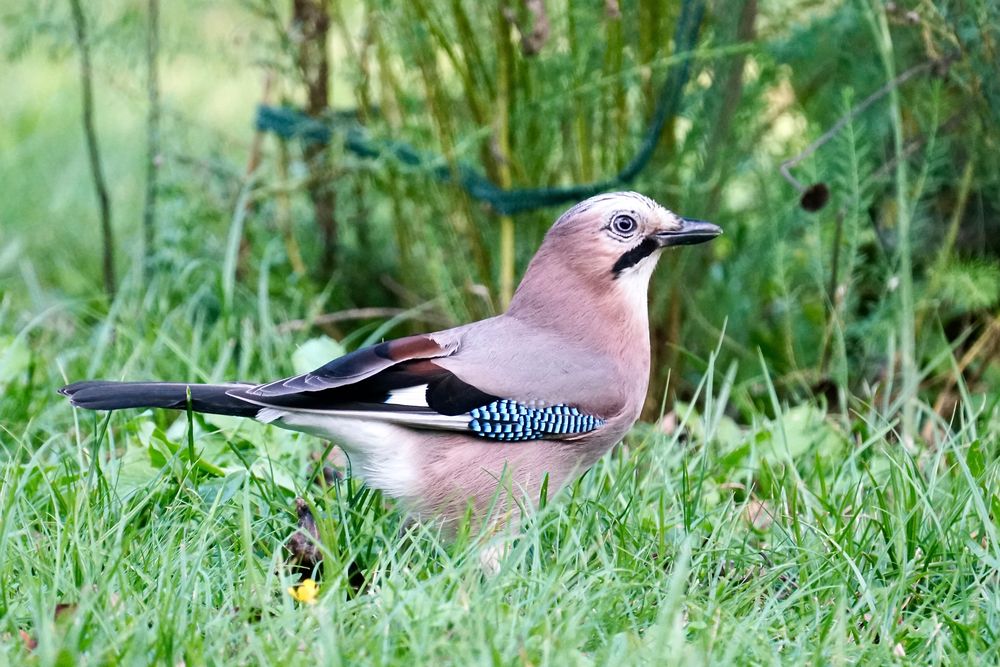 Eichelhäher (Garrulus glandarius)