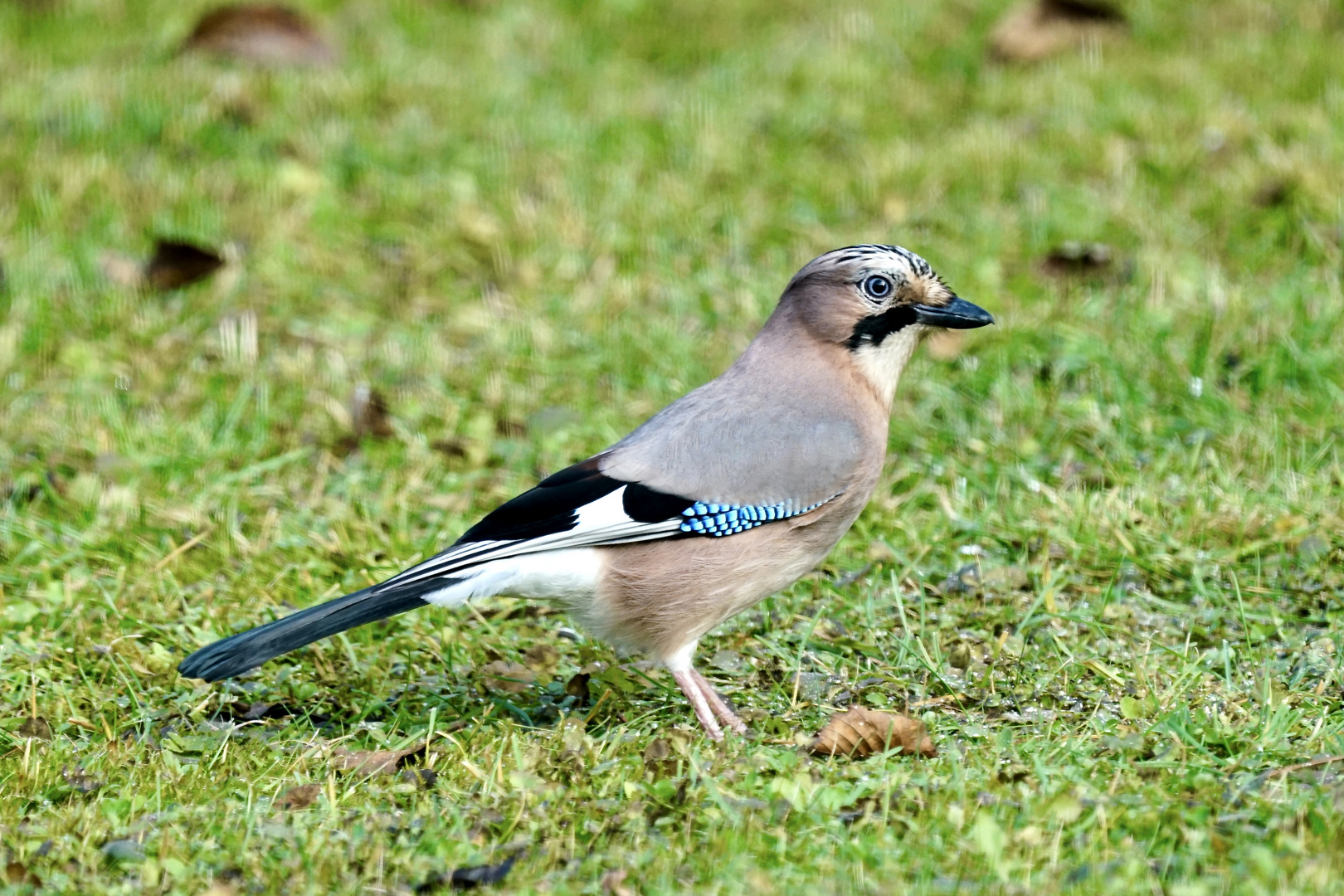 Eichelhäher (Garrulus glandarius)