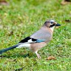 Eichelhäher (Garrulus glandarius)