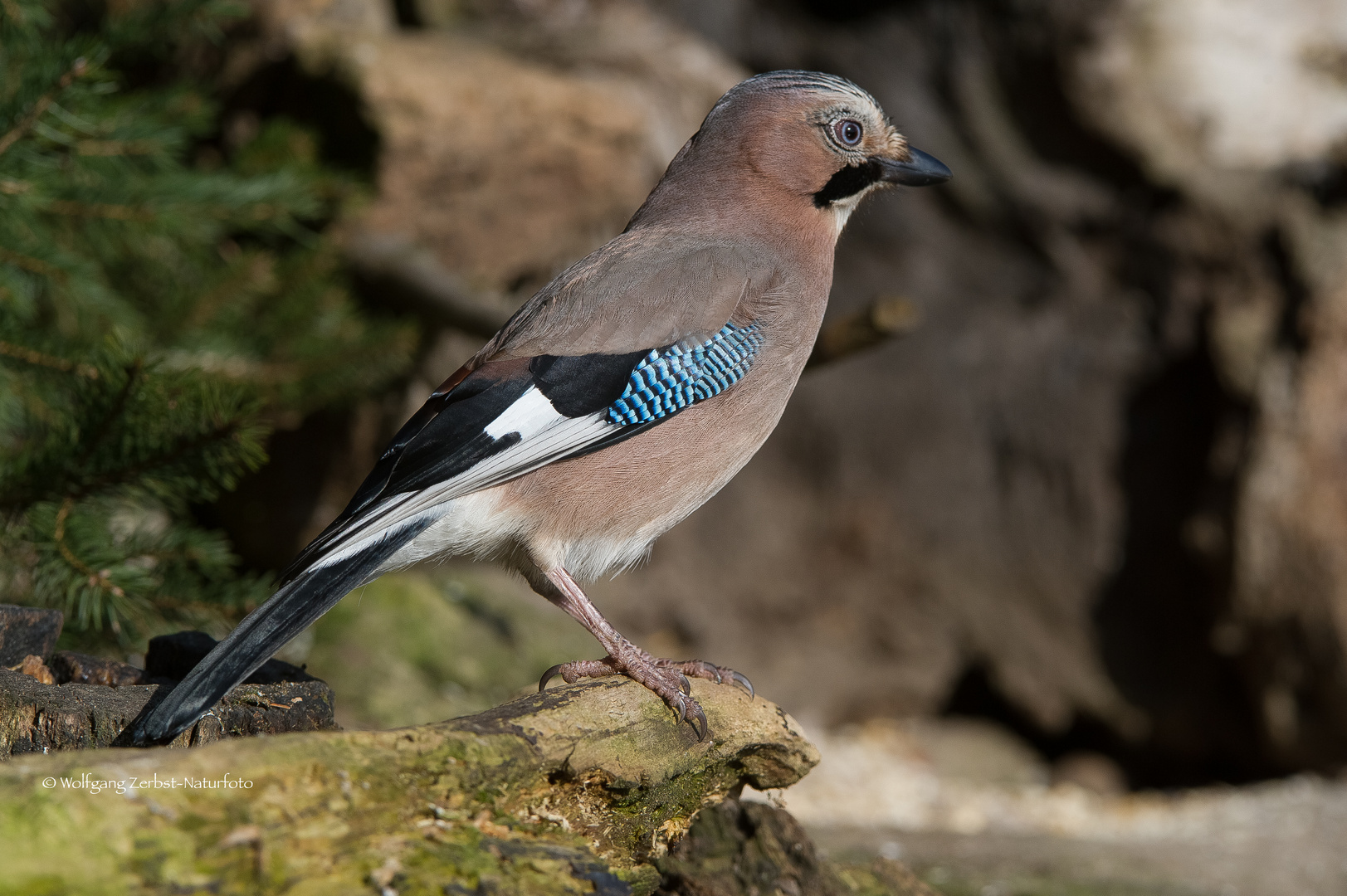 " Eichelhäher "  ( Garrulus glandarius )