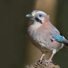 Eichelhäher (Garrulus glandarius)