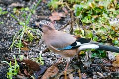 Eichelhäher (Garrulus glandarius)