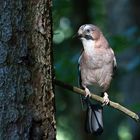 Eichelhäher (Garrulus glandarius)