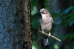 Eichelhäher (Garrulus glandarius)