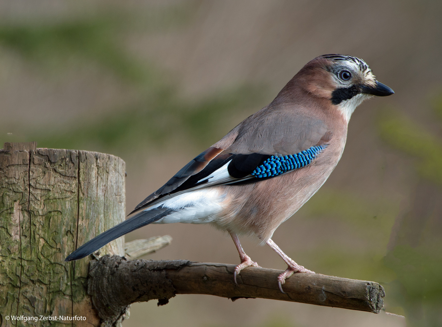 --- Eichelhäher ---   ( Garrulus glandarius )