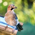 Eichelhäher (Garrulus glandarius)