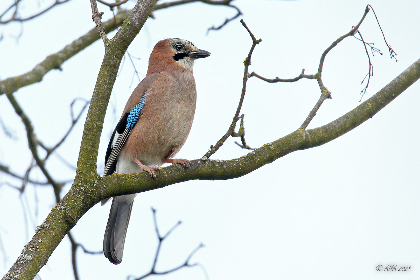 Eichelhäher (Garrulus glandarius)