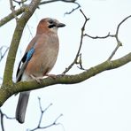 Eichelhäher (Garrulus glandarius)