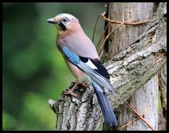 - Eichelhäher - ( Garrulus glandarius )