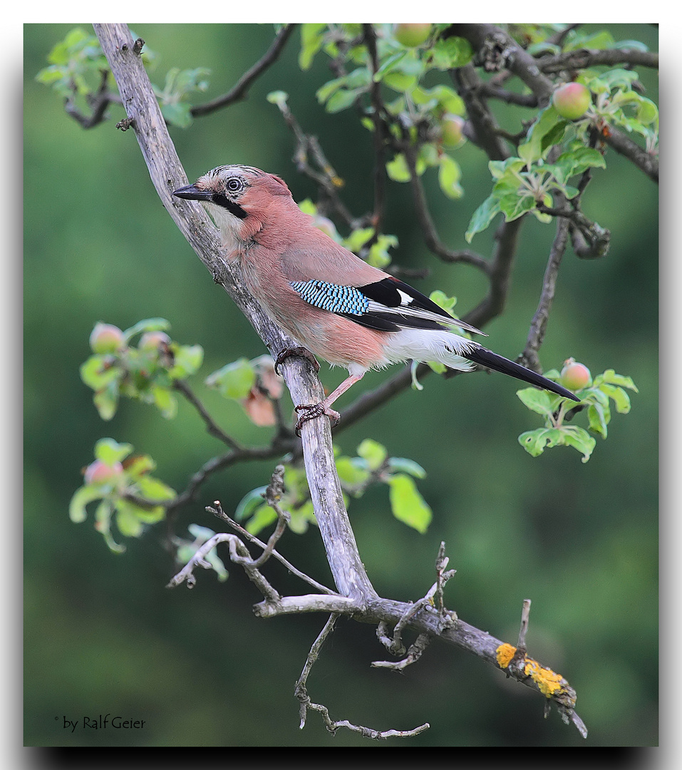 Eichelhäher (Garrulus glandarius)