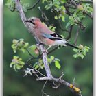 Eichelhäher (Garrulus glandarius)