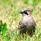 Eichelhäher (Garrulus glandarius)