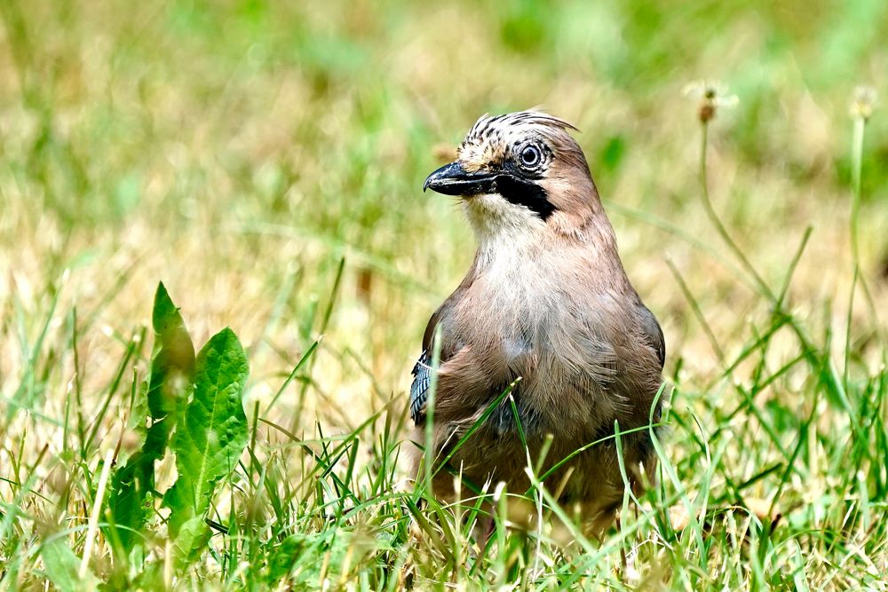 Eichelhäher (Garrulus glandarius)