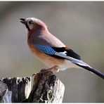 - Eichelhäher - (Garrulus glandarius)