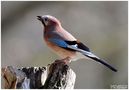 - Eichelhäher - (Garrulus glandarius) von Wolfgang Zerbst - Naturfoto