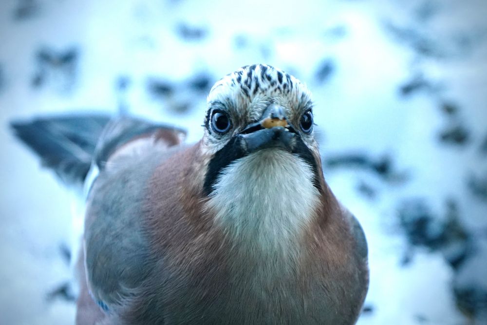 Eichelhäher (Garrulus glandarius)