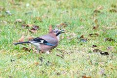 Eichelhäher (Garrulus glandarius)