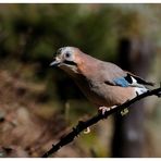 --- Eichelhäher --- ( Garrulus glandarius )