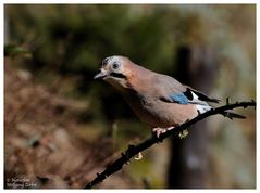 --- Eichelhäher --- ( Garrulus glandarius )