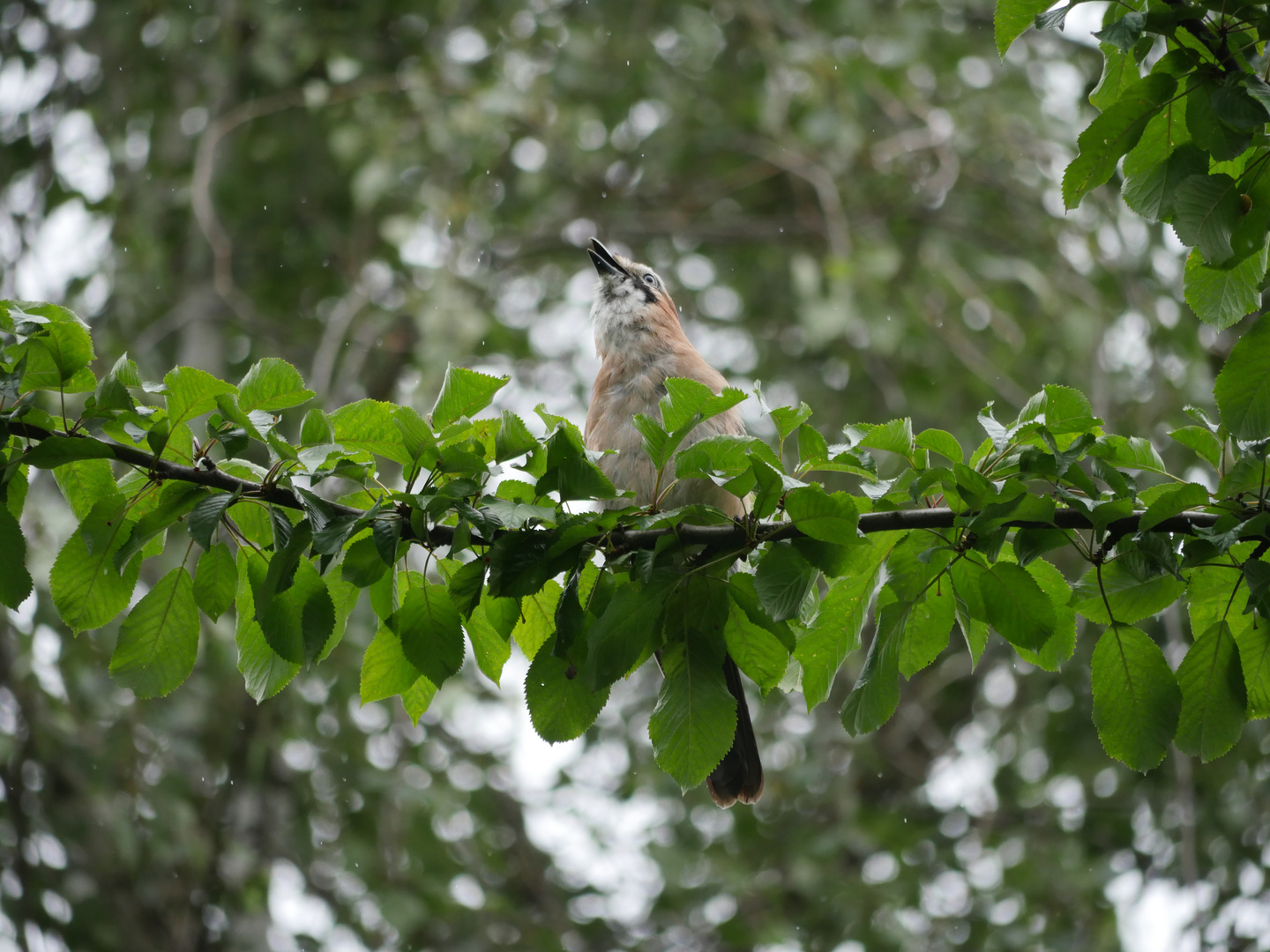 Eichelhäher (Garrulus glandarius) 