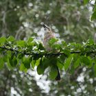 Eichelhäher (Garrulus glandarius) 