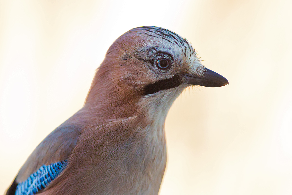 Eichelhäher (Garrulus glandarius)