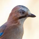 Eichelhäher (Garrulus glandarius)