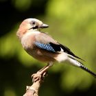 Eichelhäher (Garrulus glandarius)