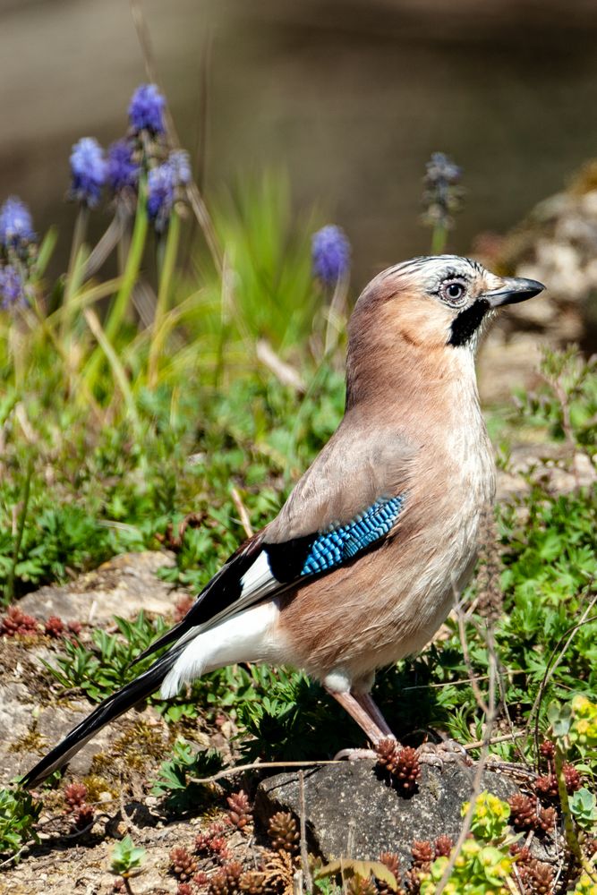 Eichelhäher (Garrulus glandarius)