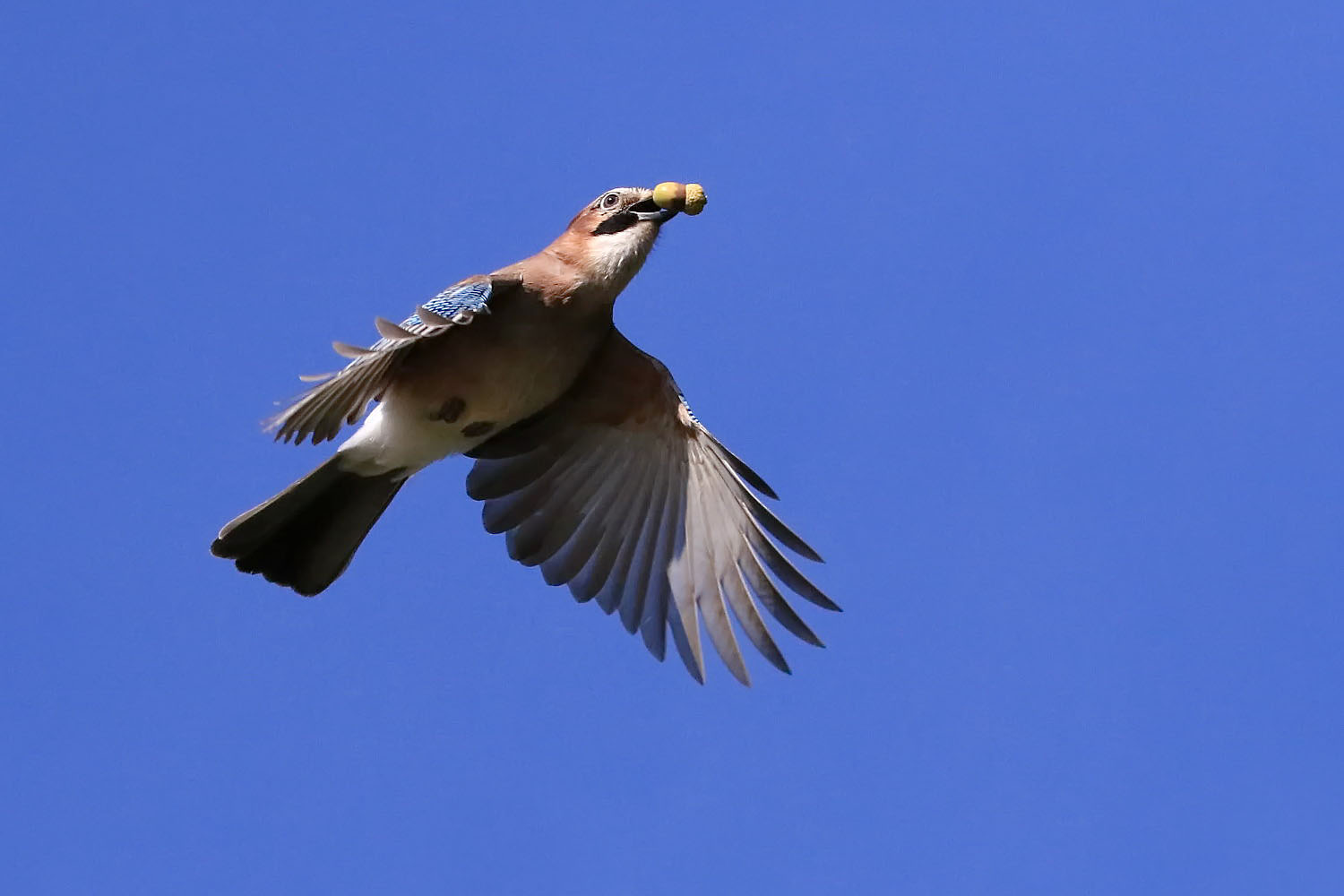 Eichelhäher [Garrulus glandarius]