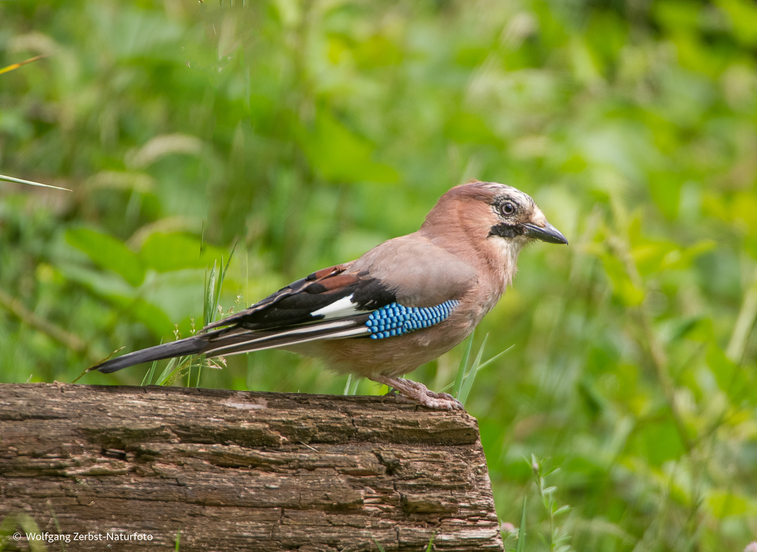   - EICHELHÄHER -   ( Garrulus glandarius )