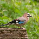   - EICHELHÄHER -   ( Garrulus glandarius )