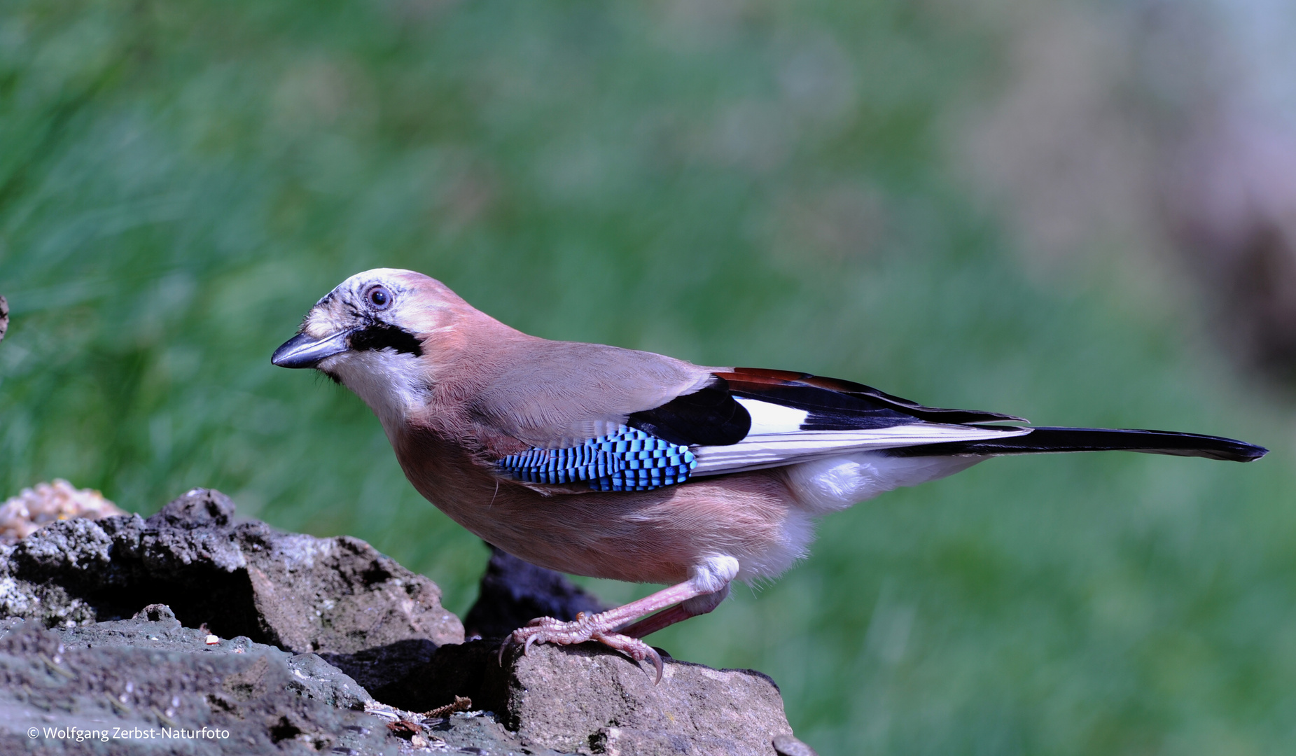 --- Eichelhäher ---   ( Garrulus glandarius )