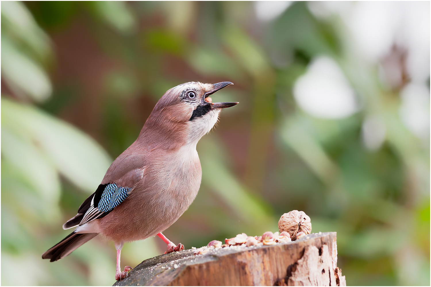 Eichelhäher (Garrulus glandarius)