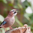 Eichelhäher (Garrulus glandarius)