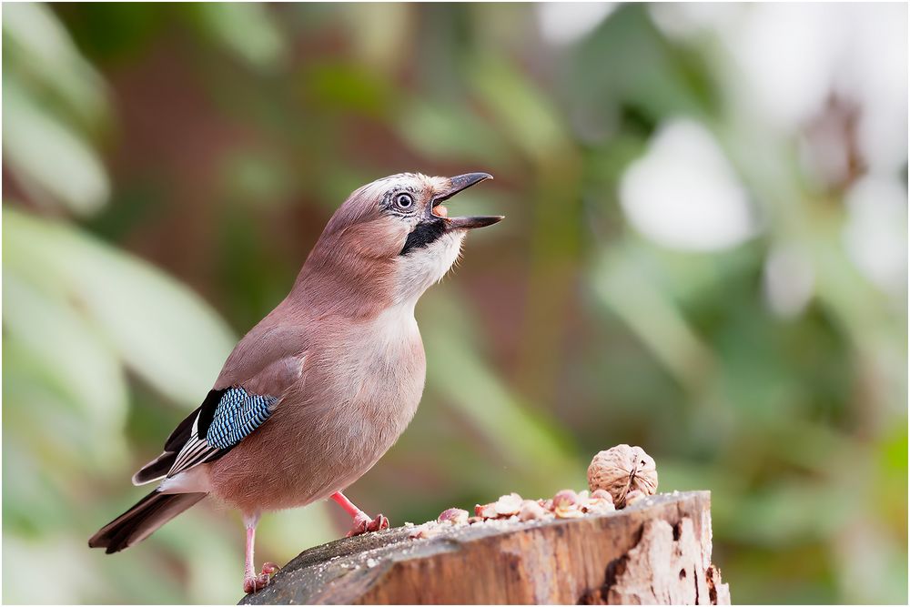 Eichelhäher (Garrulus glandarius)