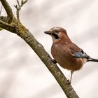 Eichelhäher - Garrulus glandarius