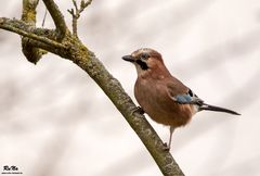 Eichelhäher - Garrulus glandarius