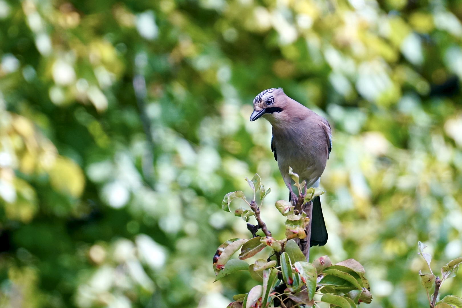 Eichelhäher (Garrulus glandarius)