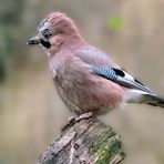 Eichelhäher (Garrulus glandarius)