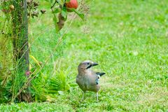 Eichelhäher (Garrulus glandarius)