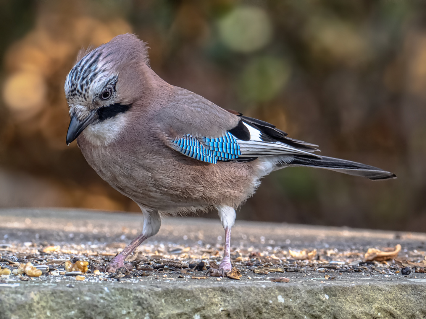 Eichelhäher (Garrulus glandarius) 