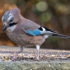 Eichelhäher (Garrulus glandarius) 