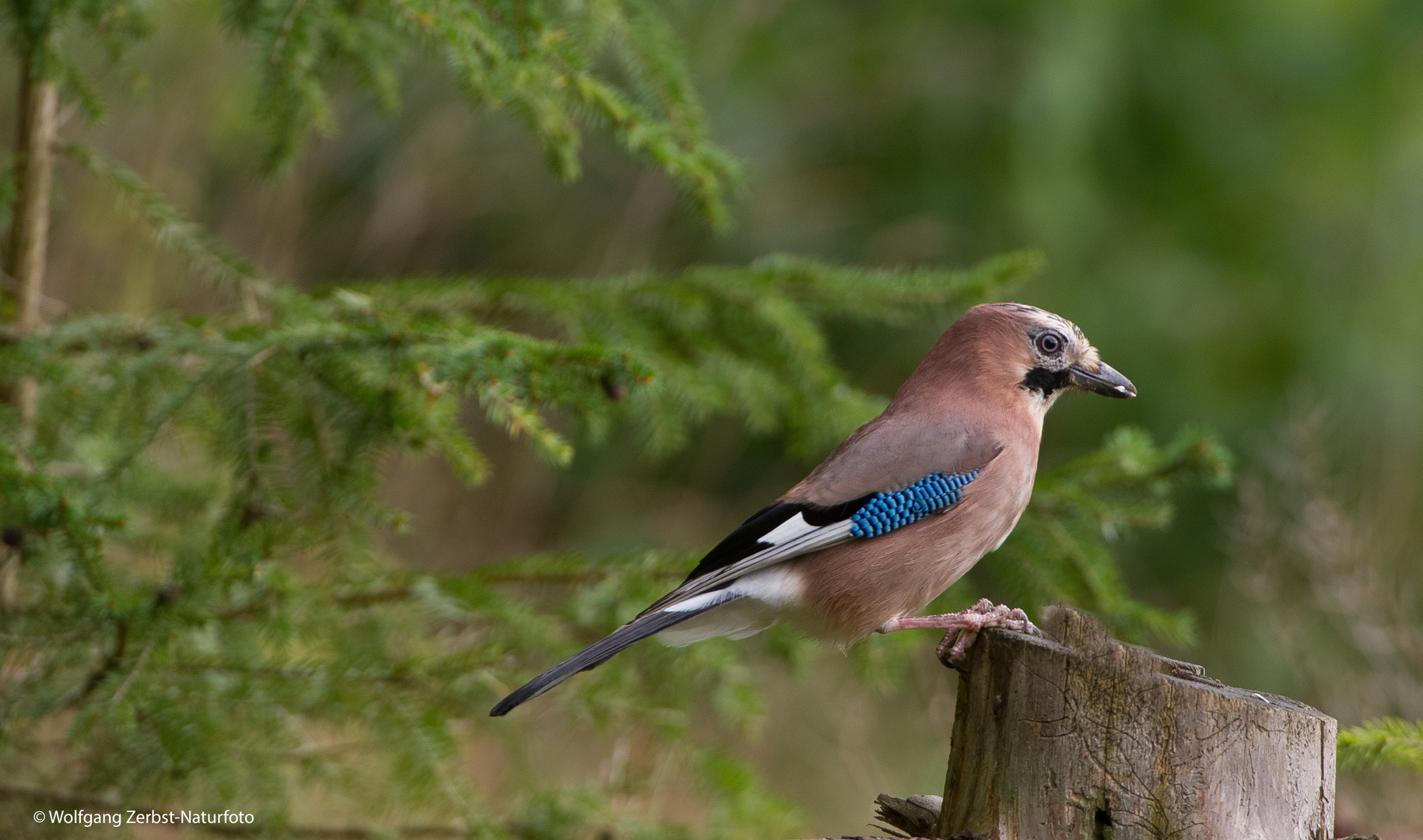   -EICHELHÄHER - ( Garrulus glandarius )