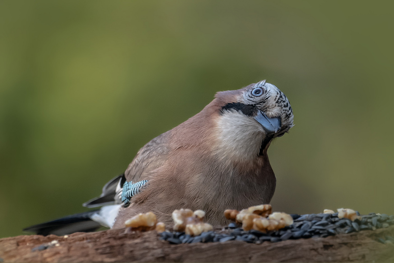 Eichelhäher (Garrulus glandarius)  