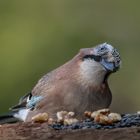 Eichelhäher (Garrulus glandarius)  