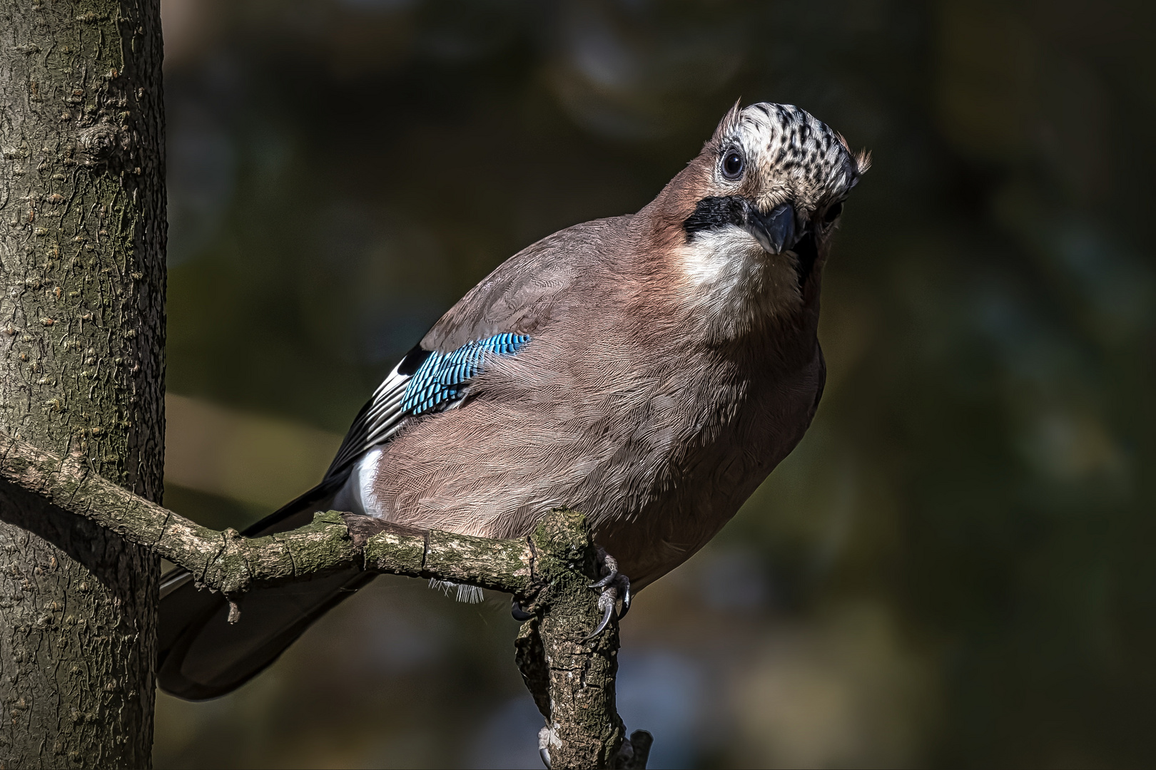 Eichelhäher (Garrulus glandarius)